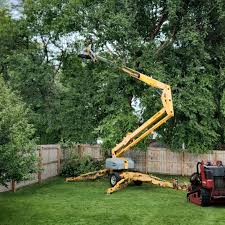 How Our Tree Care Process Works  in  Marietta, OH