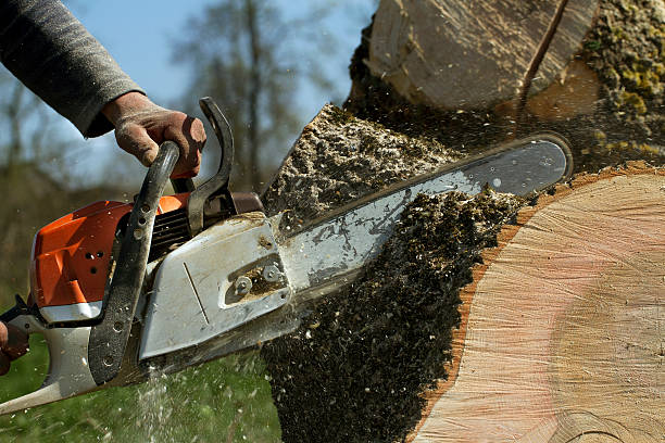 Tree and Shrub Care in Marietta, OH